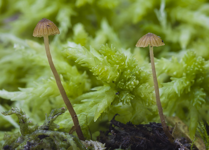 Galerina farinacea